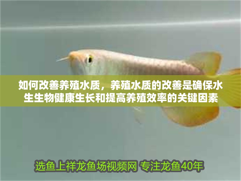 如何改善養殖水質，養殖水質的改善是確保水生生物健康生長和提高養殖效率的關鍵因素