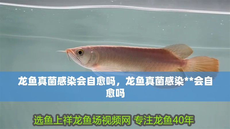 龍魚真菌感染會自愈嗎，龍魚真菌感染**會自愈嗎