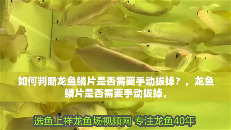 如何判斷龍魚鱗片是否需要手動拔掉？，龍魚鱗片是否需要手動拔掉，