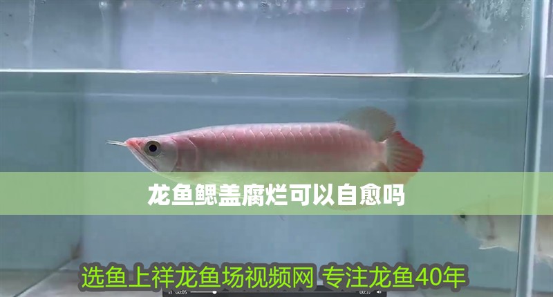 龍魚鰓蓋腐爛可以自愈嗎
