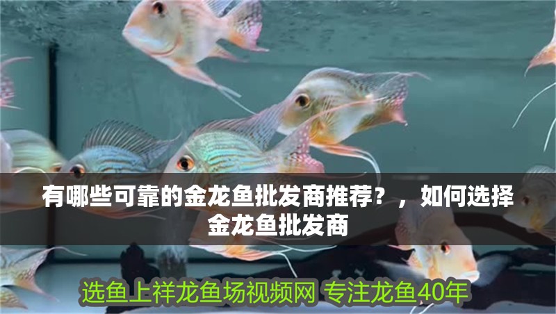 有哪些可靠的金龍魚批發商推薦？，如何選擇金龍魚批發商