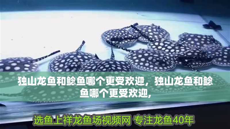 獨山龍魚和鯰魚哪個更受歡迎，獨山龍魚和鯰魚哪個更受歡迎,