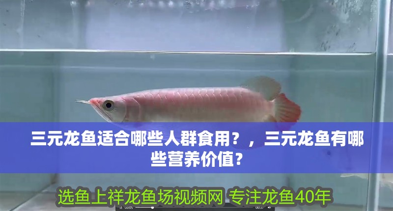 三元龍魚適合哪些人群食用？，三元龍魚有哪些營養價值？