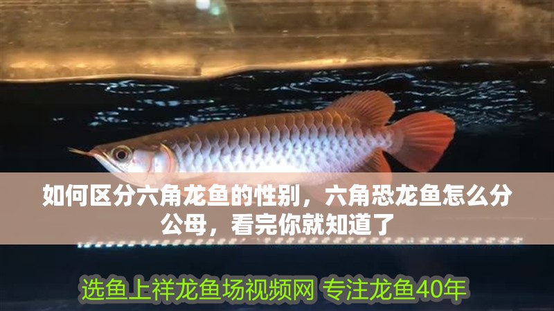 如何區(qū)分六角龍魚的性別，六角恐龍魚怎么分公母，看完你就知道了