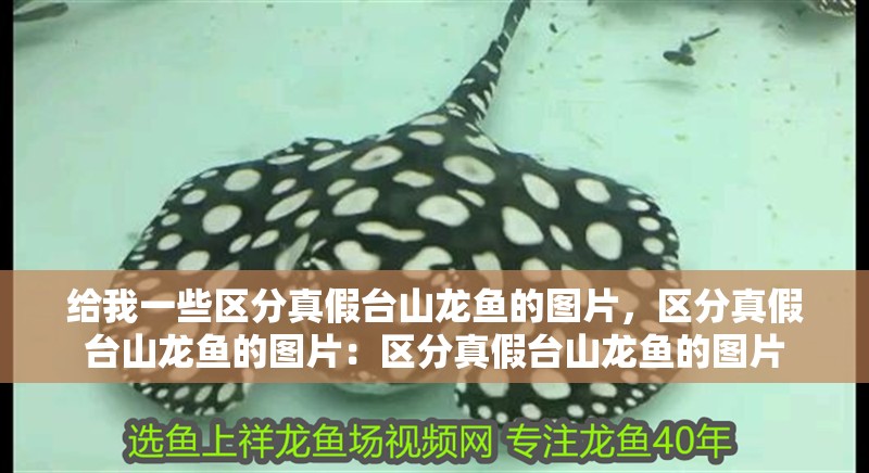 給我一些區分真假臺山龍魚的圖片，區分真假臺山龍魚的圖片：區分真假臺山龍魚的圖片