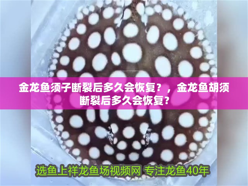 金龍魚須子斷裂后多久會恢復？，金龍魚胡須斷裂后多久會恢復？
