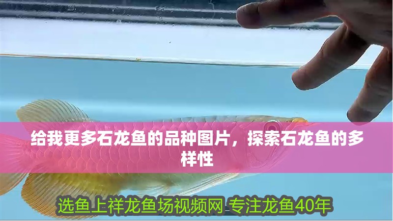 給我更多石龍魚(yú)的品種圖片，探索石龍魚(yú)的多樣性