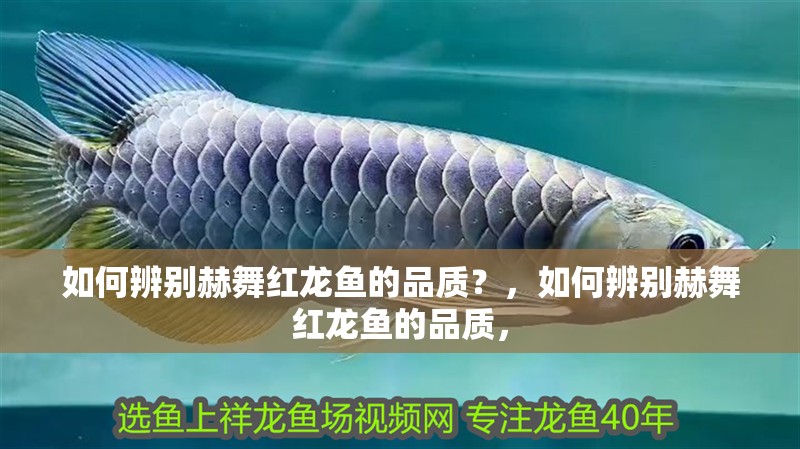 如何辨別赫舞紅龍魚的品質?,如何辨別赫舞紅龍魚的品質,
