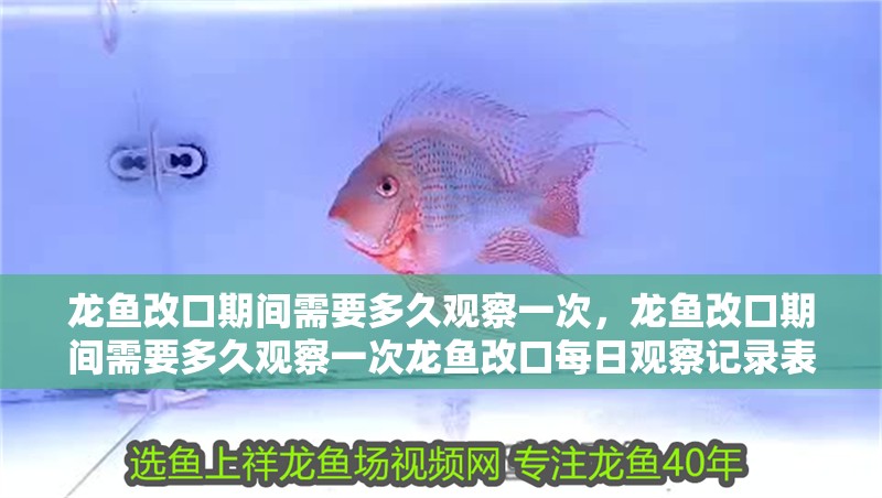 龍魚改口期間需要多久觀察一次，龍魚改口期間需要多久觀察一次龍魚改口每日觀察記錄表