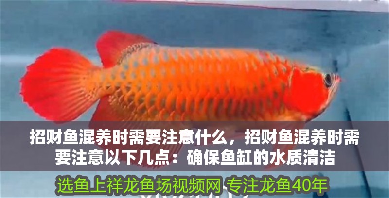 招財魚混養時需要注意什么，招財魚混養時需要注意以下幾點：確保魚缸的水質清潔