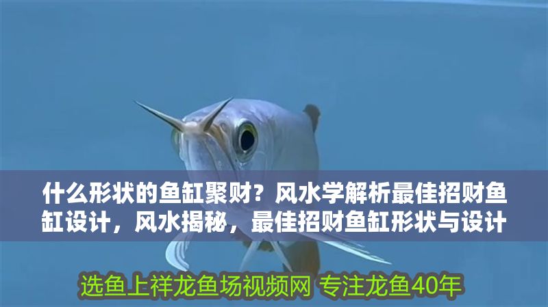 什么形狀的魚缸聚財？風(fēng)水學(xué)解析最佳招財魚缸設(shè)計，風(fēng)水揭秘，最佳招財魚缸形狀與設(shè)計全解析