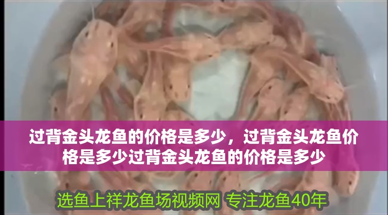 過背金頭龍魚的價格是多少，過背金頭龍魚價格是多少過背金頭龍魚的價格是多少