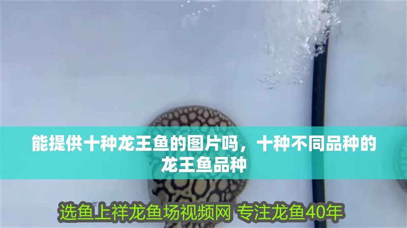 能提供十種龍王魚的圖片嗎，十種不同品種的龍王魚品種