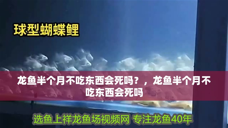 龍魚半個(gè)月不吃東西會(huì)死嗎？，龍魚半個(gè)月不吃東西會(huì)死嗎