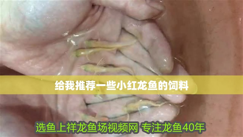 給我推薦一些小紅龍魚的飼料
