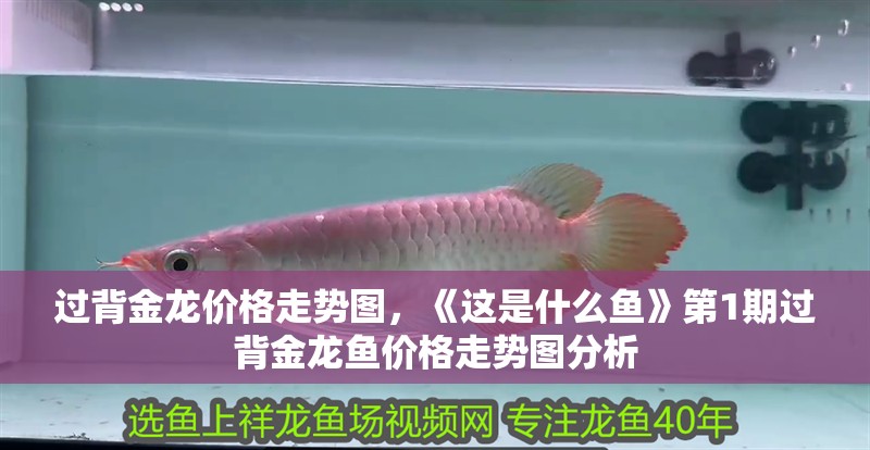 過背金龍價格走勢圖，《這是什么魚》第1期過背金龍魚價格走勢圖分析