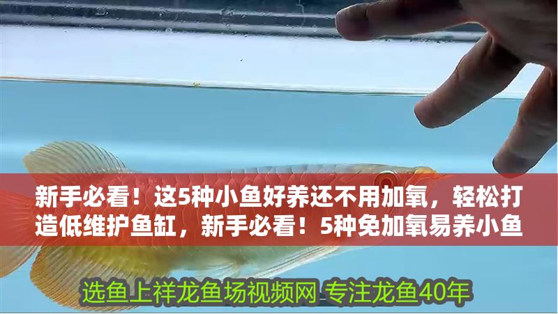 新手必看！這5種小魚好養還不用加氧，輕松打造低維護魚缸，新手必看！5種免加氧易養小魚，低維護魚缸輕松搞定