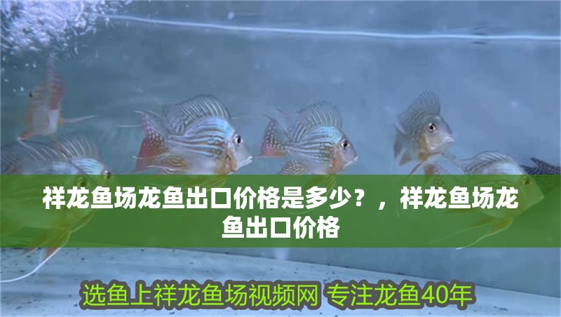 祥龍魚場龍魚出口價格是多少？，祥龍魚場龍魚出口價格