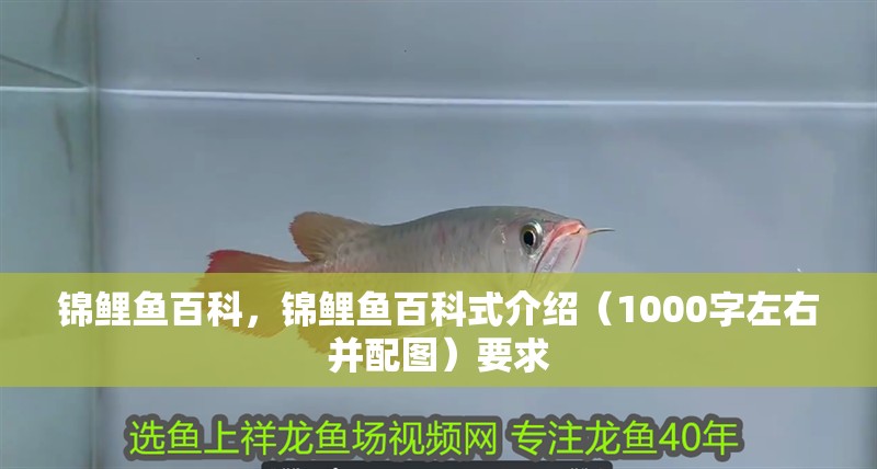 錦鯉魚百科，錦鯉魚百科式介紹（1000字左右并配圖）要求