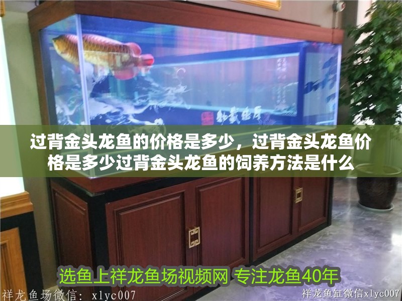 過背金頭龍魚的價格是多少，過背金頭龍魚價格是多少過背金頭龍魚的飼養方法是什么
