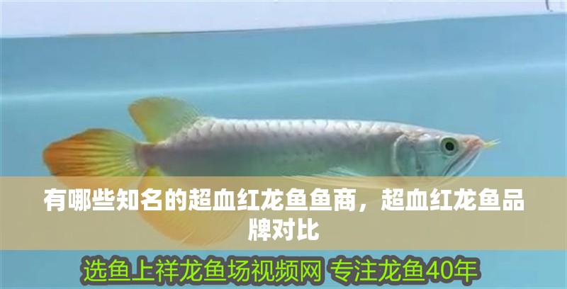 有哪些知名的超血紅龍魚魚商，超血紅龍魚品牌對比