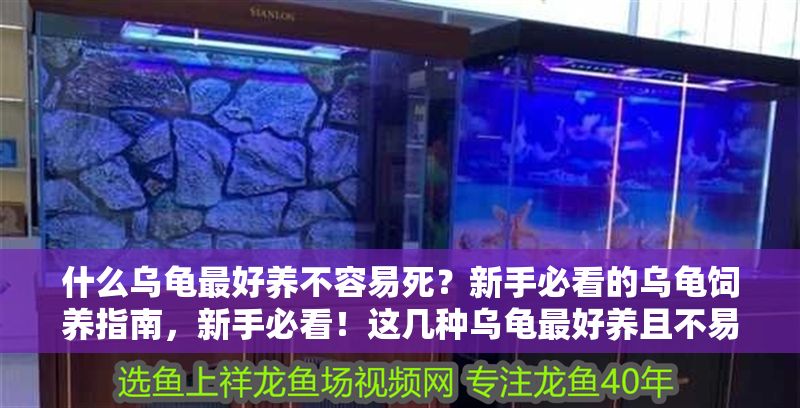 什么烏龜最好養不容易死？新手必看的烏龜飼養指南，新手必看！這幾種烏龜最好養且不易死，飼養指南全解析