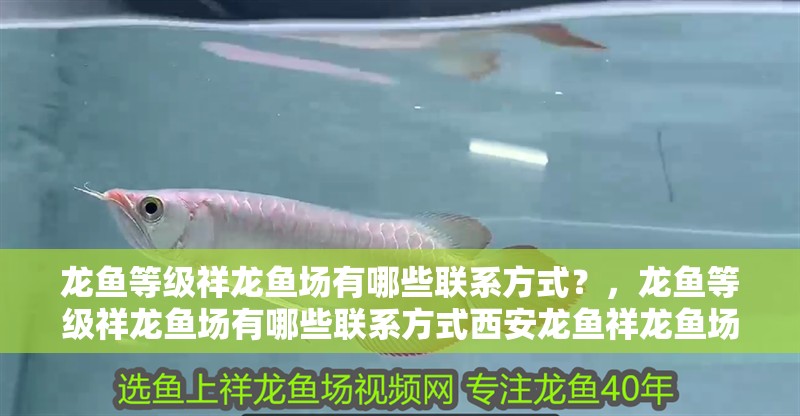 龍魚等級祥龍魚場有哪些聯系方式?,龍魚等級祥龍魚場有哪些聯系方式西安龍魚祥龍魚場聯系方式