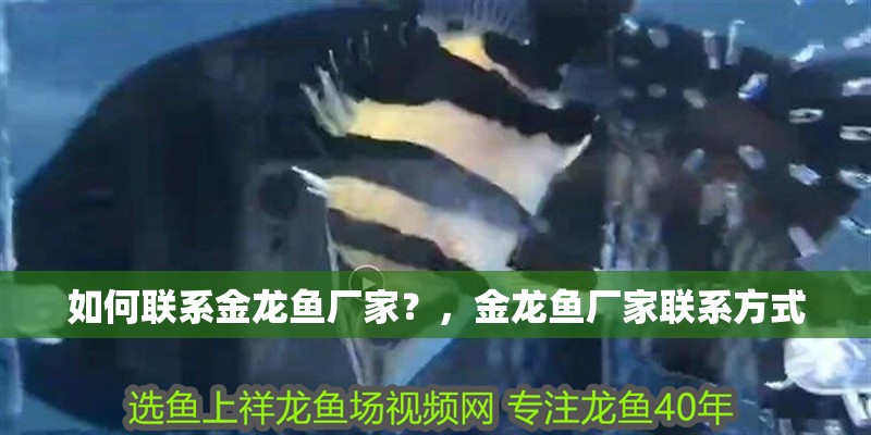 如何聯系金龍魚廠家?,金龍魚廠家聯系方式