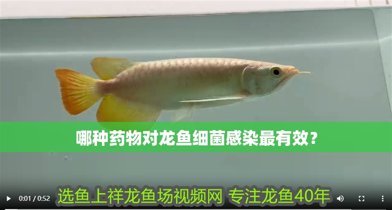 哪種藥物對龍魚細菌感染最有效？