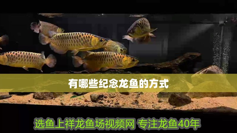 有哪些紀念龍魚的方式