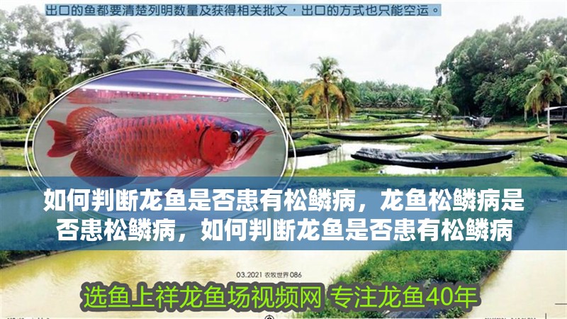如何判斷龍魚是否患有松鱗病，龍魚松鱗病是否患松鱗病，如何判斷龍魚是否患有松鱗病