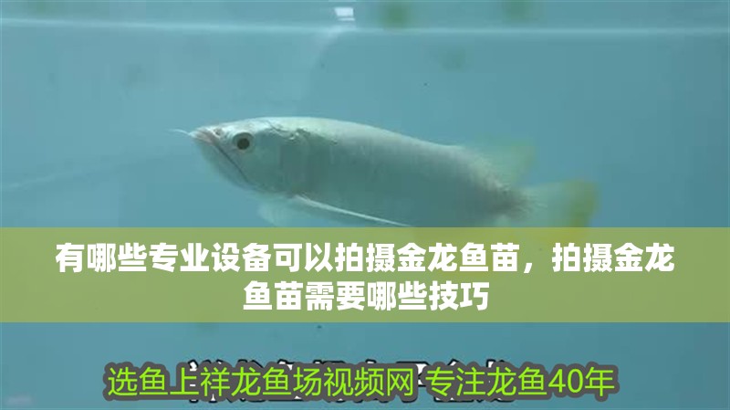 有哪些專業(yè)設備可以拍攝金龍魚苗，拍攝金龍魚苗需要哪些技巧