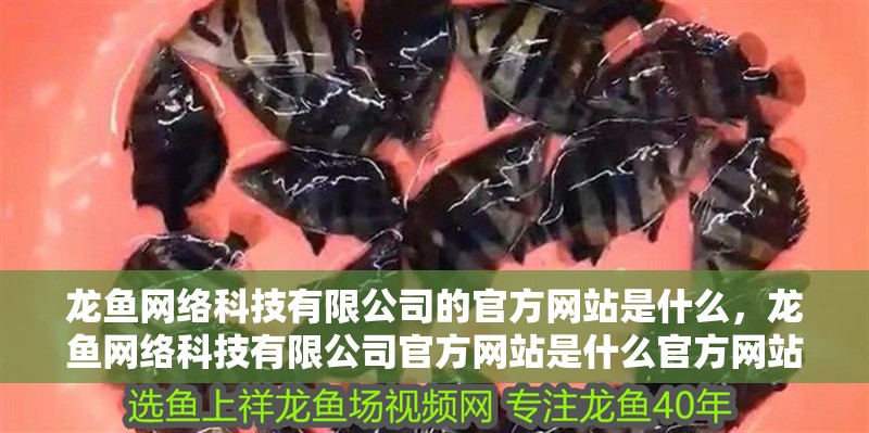 龍魚網絡科技有限公司的官方網站是什么，龍魚網絡科技有限公司官方網站是什么官方網站是什么