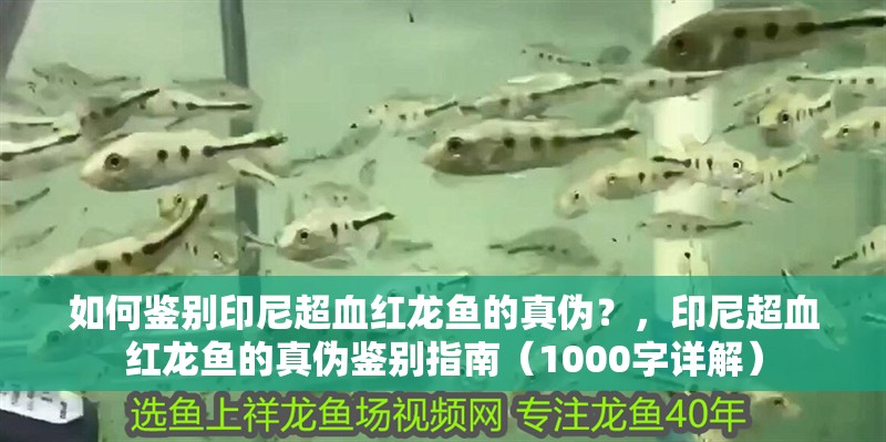 如何鑒別印尼超血紅龍魚的真?zhèn)危浚∧岢t龍魚的真?zhèn)舞b別指南（1000字詳解）