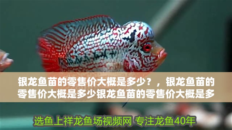 銀龍魚苗的零售價大概是多少？，銀龍魚苗的零售價大概是多少銀龍魚苗的零售價大概是多少