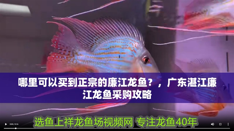 哪里可以買到正宗的廉江龍魚？，廣東湛江廉江龍魚采購攻略