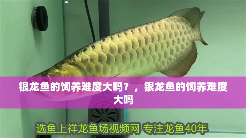 銀龍魚(yú)的飼養(yǎng)難度大嗎？，銀龍魚(yú)的飼養(yǎng)難度大嗎