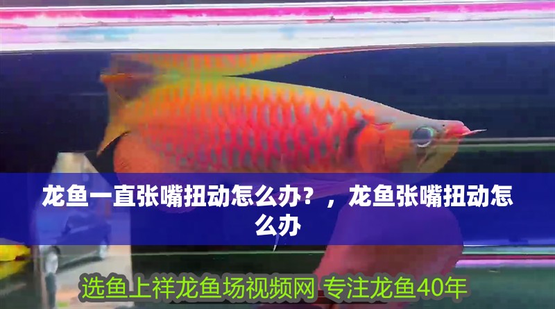 龍魚一直張嘴扭動怎么辦？，龍魚張嘴扭動怎么辦