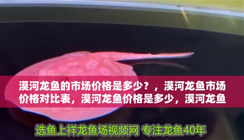 漠河龍魚的市場價格是多少？，漠河龍魚市場價格對比表，漠河龍魚價格是多少，漠河龍魚價格詳解
