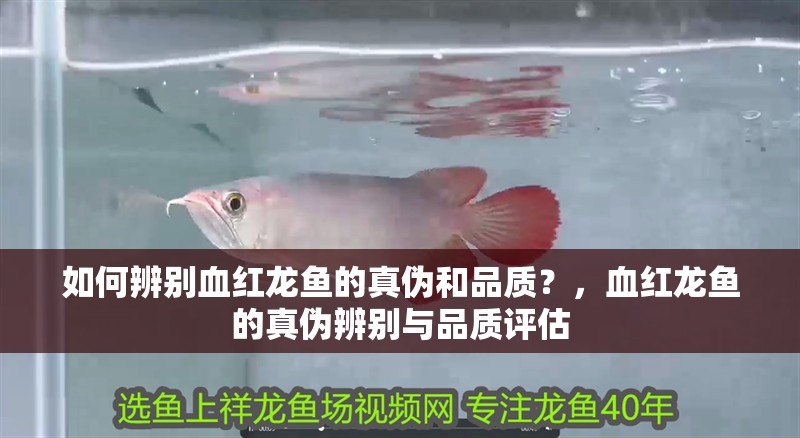 如何辨別血紅龍魚的真?zhèn)魏推焚|？，血紅龍魚的真?zhèn)伪鎰e與品質評估