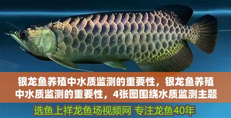 銀龍魚養(yǎng)殖中水質(zhì)監(jiān)測的重要性，銀龍魚養(yǎng)殖中水質(zhì)監(jiān)測的重要性，4張圖圍繞水質(zhì)監(jiān)測主題