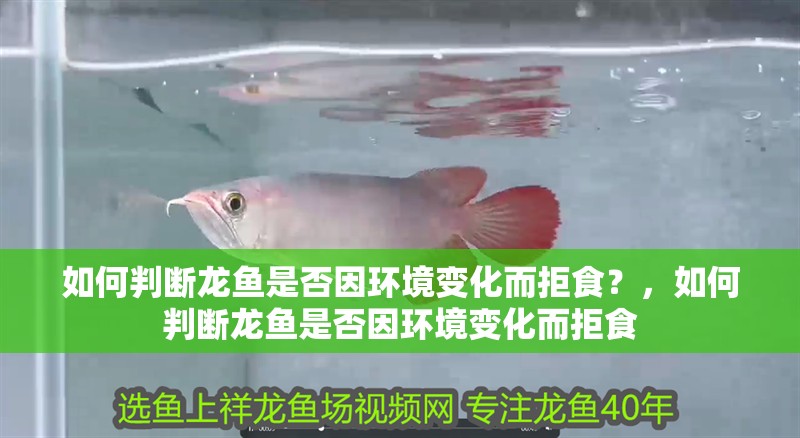 如何判斷龍魚是否因環境變化而拒食？，如何判斷龍魚是否因環境變化而拒食