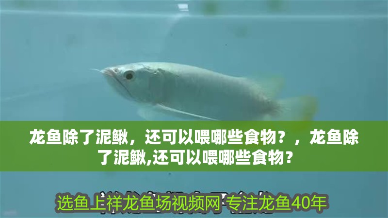 龍魚除了泥鰍，還可以喂哪些食物？，龍魚除了泥鰍,還可以喂哪些食物？