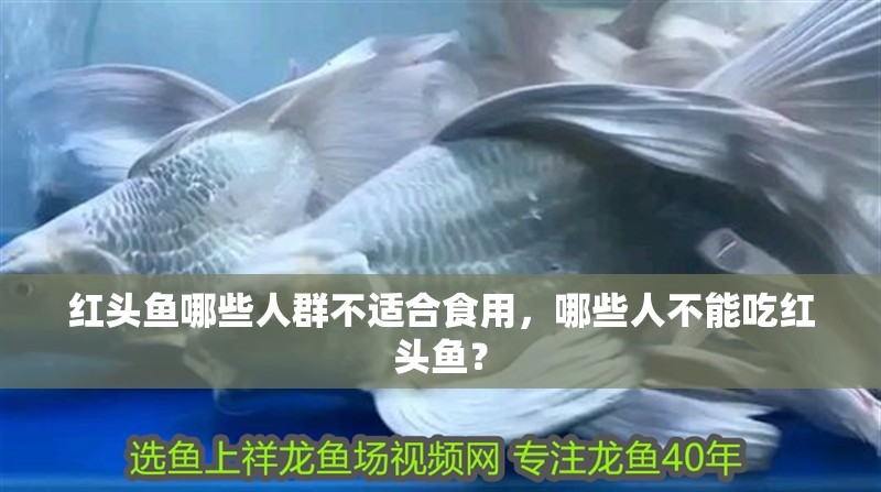 紅頭魚哪些人群不適合食用，哪些人不能吃紅頭魚？