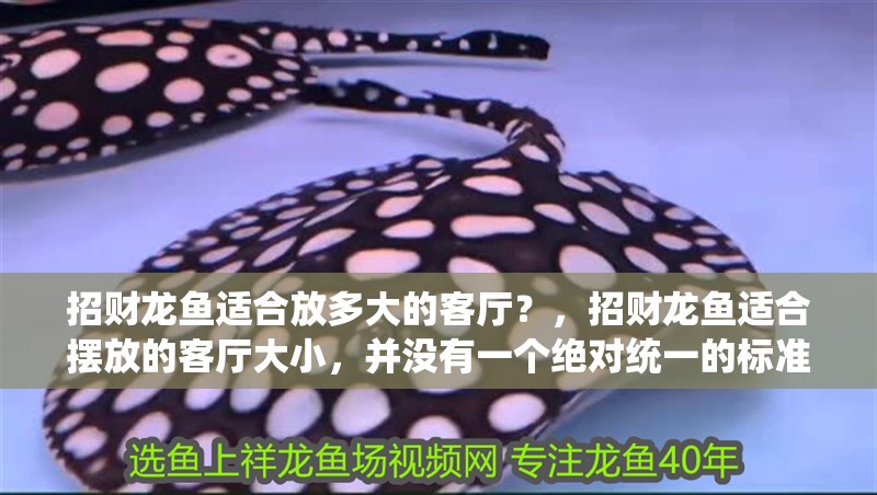 招財龍魚適合放多大的客廳？，招財龍魚適合擺放的客廳大小，并沒有一個絕對統一的標準
