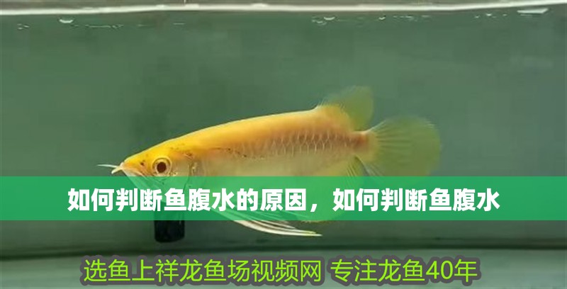 如何判斷魚腹水的原因，如何判斷魚腹水