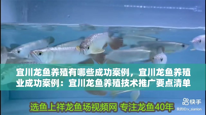 宜川龍魚養(yǎng)殖有哪些成功案例，宜川龍魚養(yǎng)殖業(yè)成功案例：宜川龍魚養(yǎng)殖技術推廣要點清單