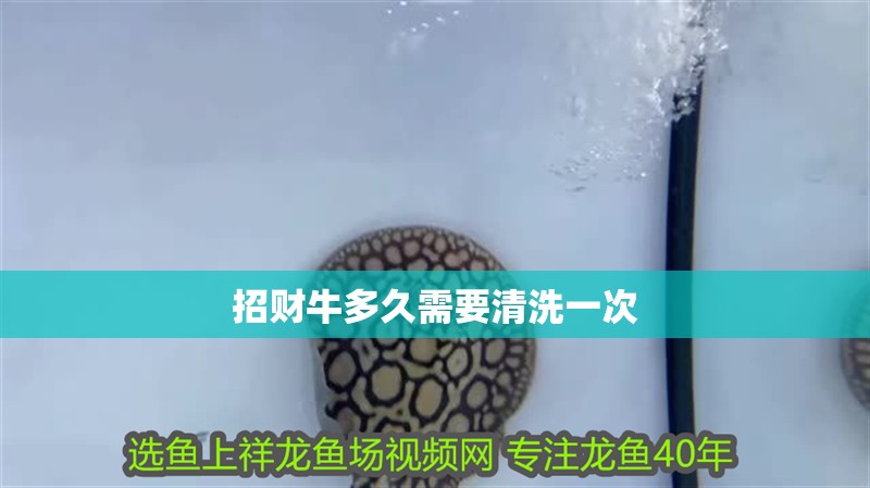 招財牛多久需要清洗一次