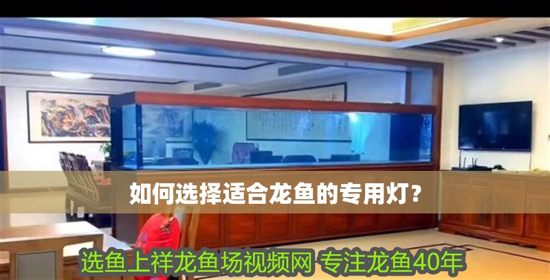 如何選擇適合龍魚的專用燈？