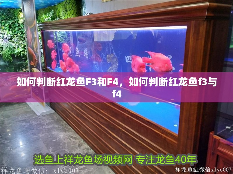 如何判斷紅龍魚(yú)F3和F4，如何判斷紅龍魚(yú)f3與f4